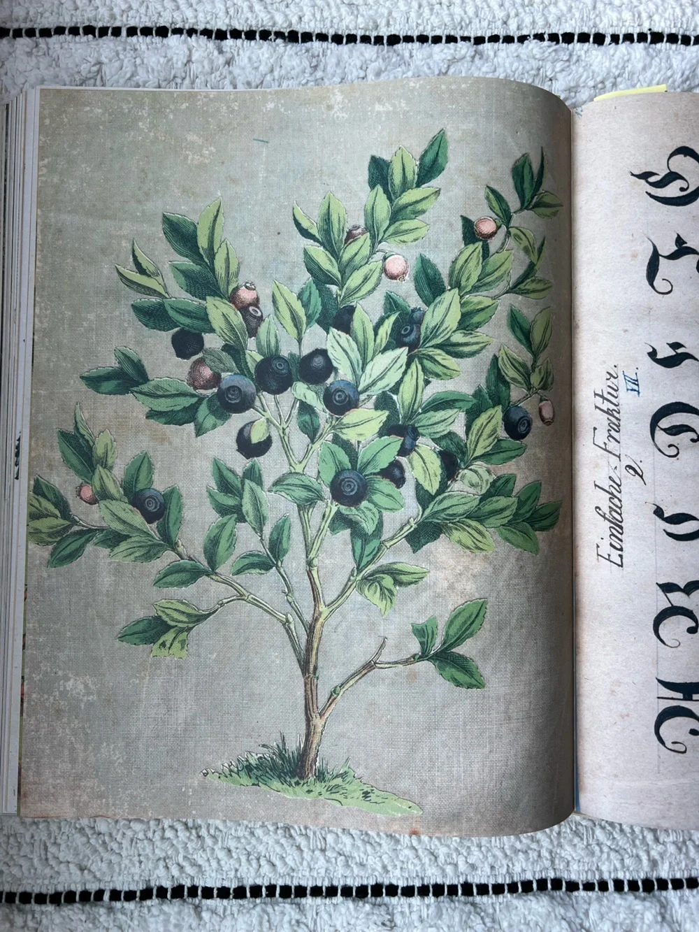 🆕 XL John Derian Coffee Table Picture Book Floral Animals Natural Art Folk Paint